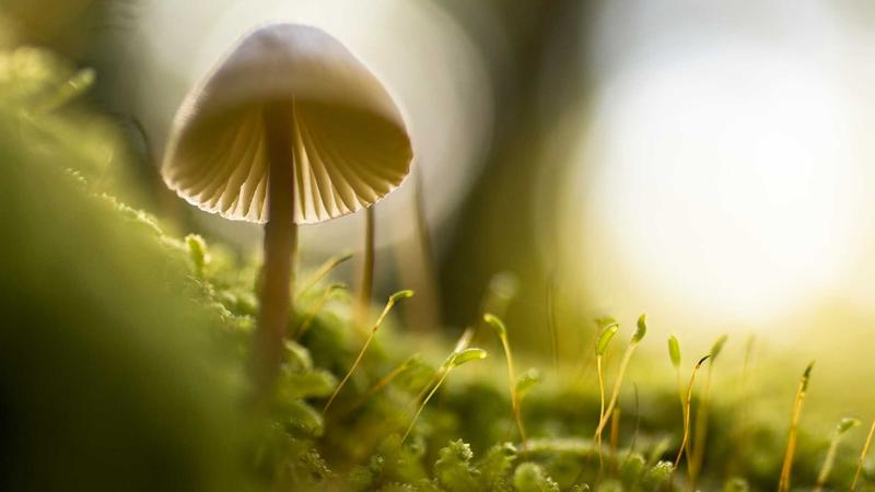 pa捕鱼网鱼群攻略